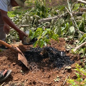 Pflanzenkohle in Vietnam: dauerhafte Kohlenstoffbindung und Bodenverbesserung. Bild: planetzero.earth